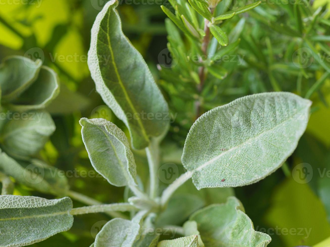 Common sage, scientific name Salvia officinalis photo