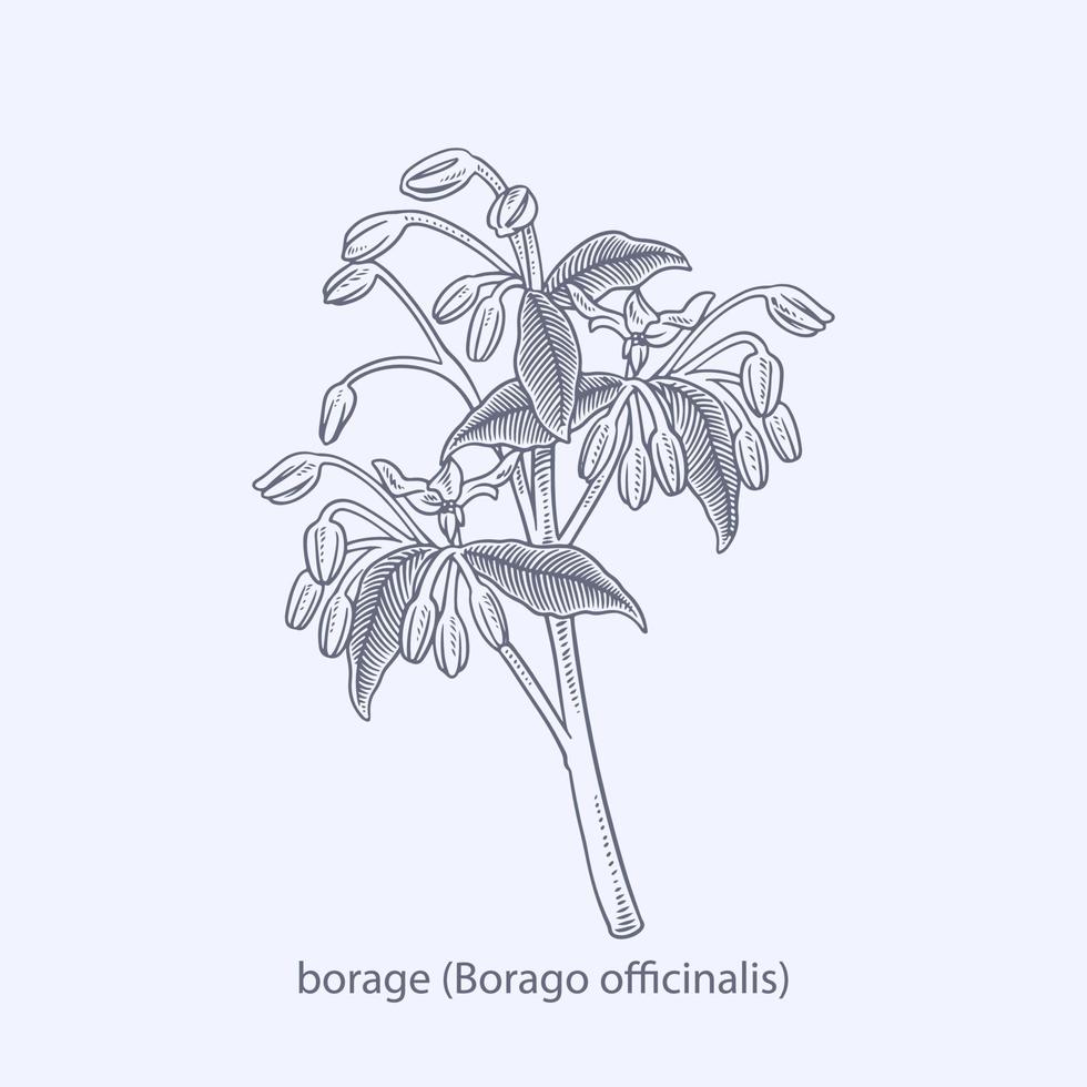 Hand drawn of herbs and spices Angelica archangelica vector