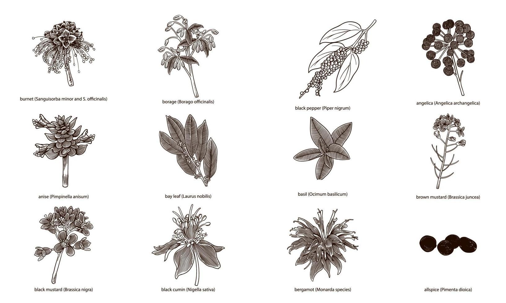 Set of hand drawn herbs and spices isolated on white background vector