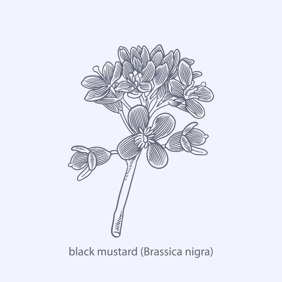 dibujado a mano de hierbas y especias mostaza negra brassica nigra vector