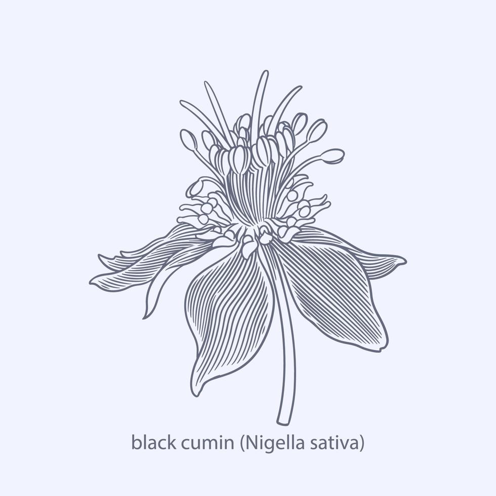 Hand drawn of herbs and spices black pepper Piper nigrum vector