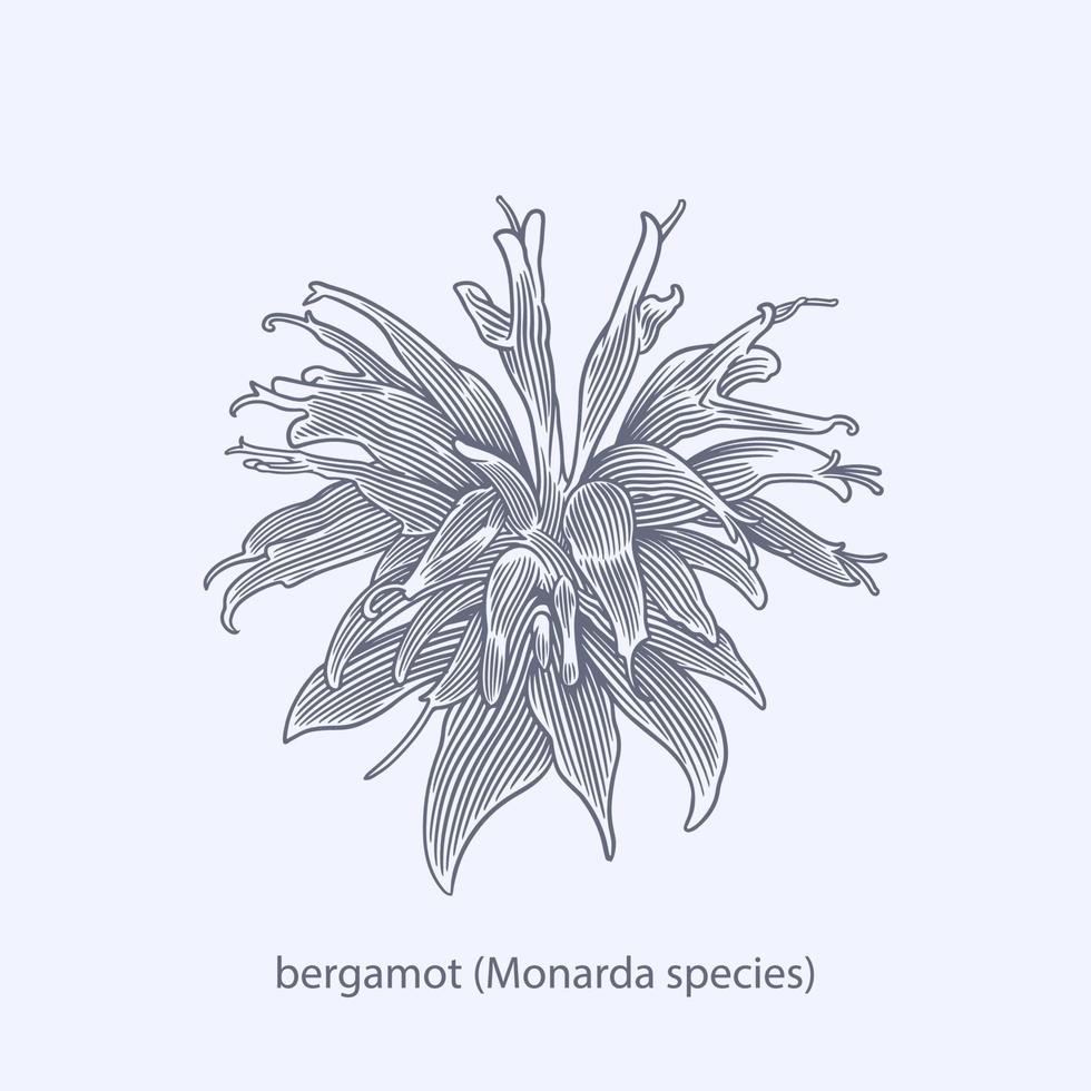 dibujado a mano de hierbas y especias borraja borago officinalis vector