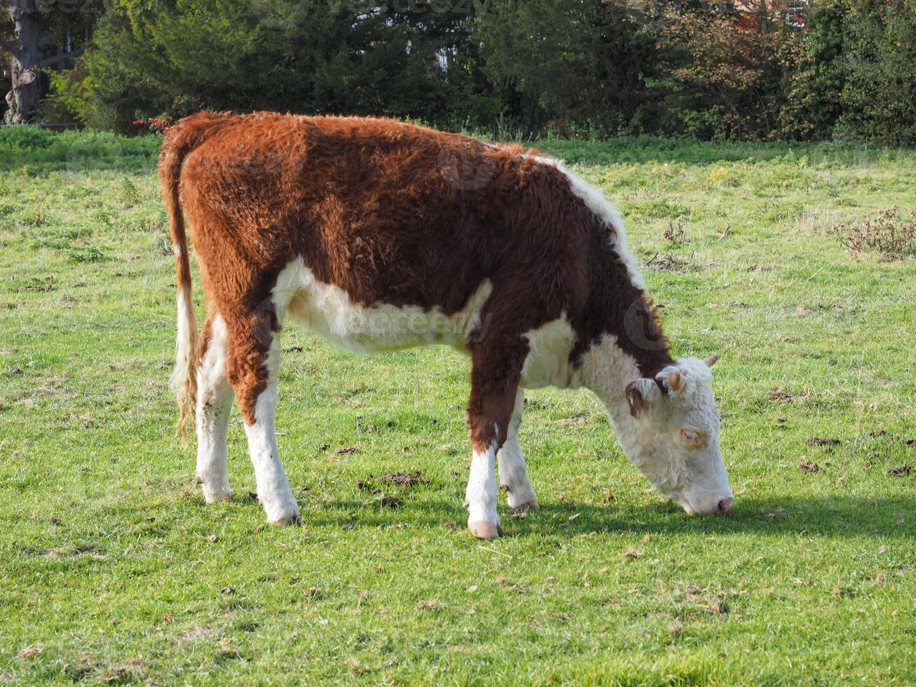 Coe fen meadowland ganado en cambridge foto