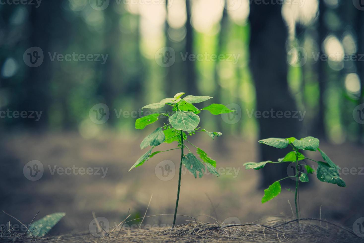 Close up of little plant glow up in forest. Beginning of Life concept photo