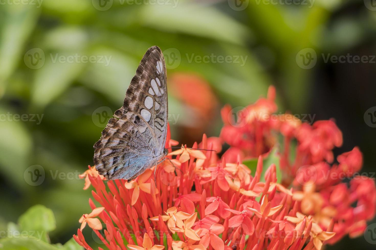 Big Blue sail butterfly Parthenos sylvia on red pink flowers. photo