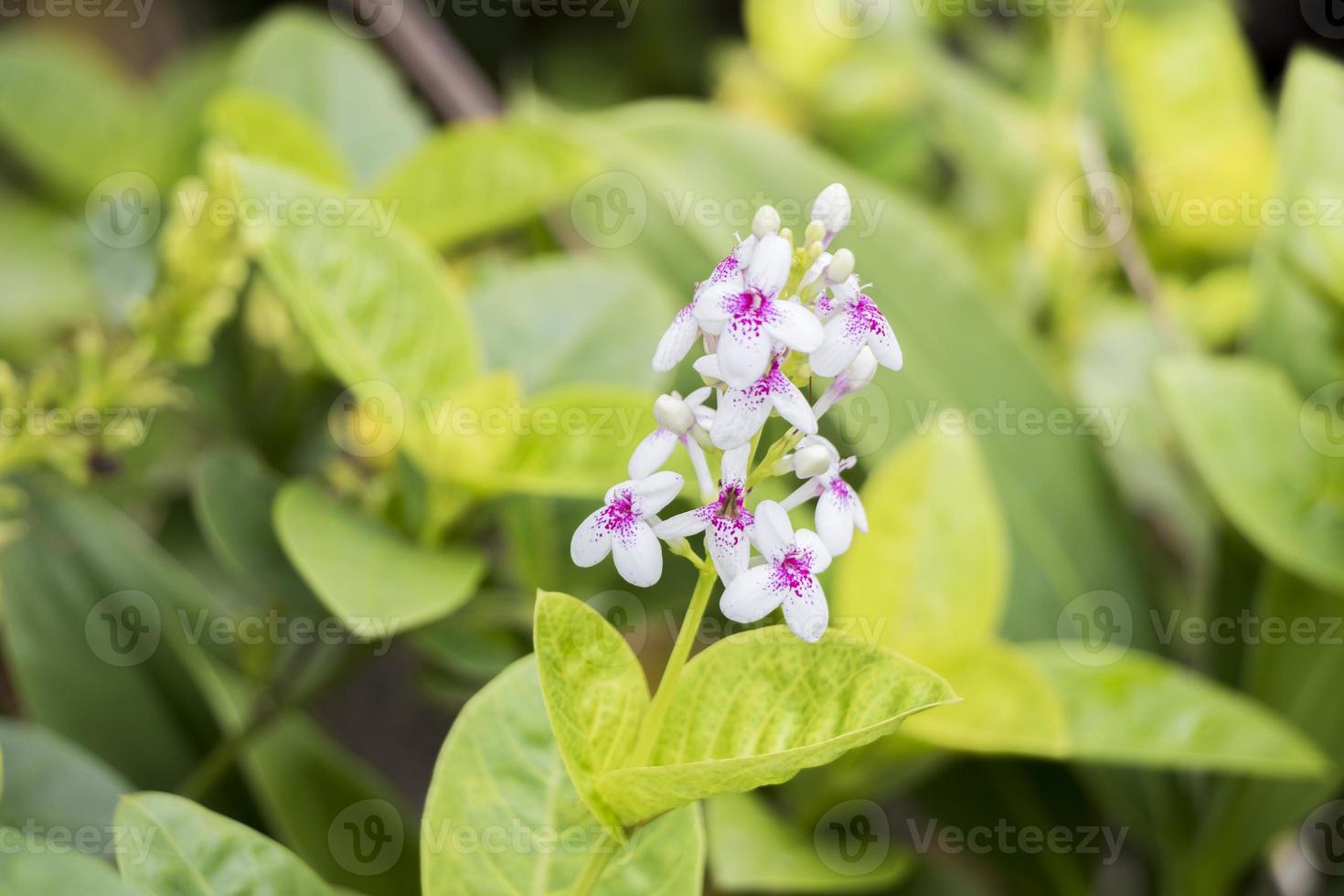 flores y naturaleza en malasia. pequeñas flores violetas blancas. foto