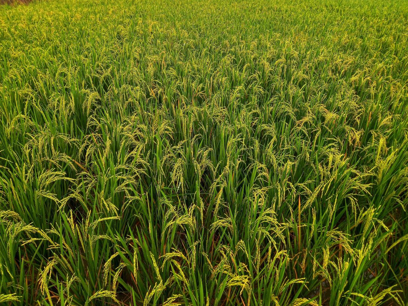 Semilla de arroz con cáscara amarilla con campos de arroz en el fondo foto