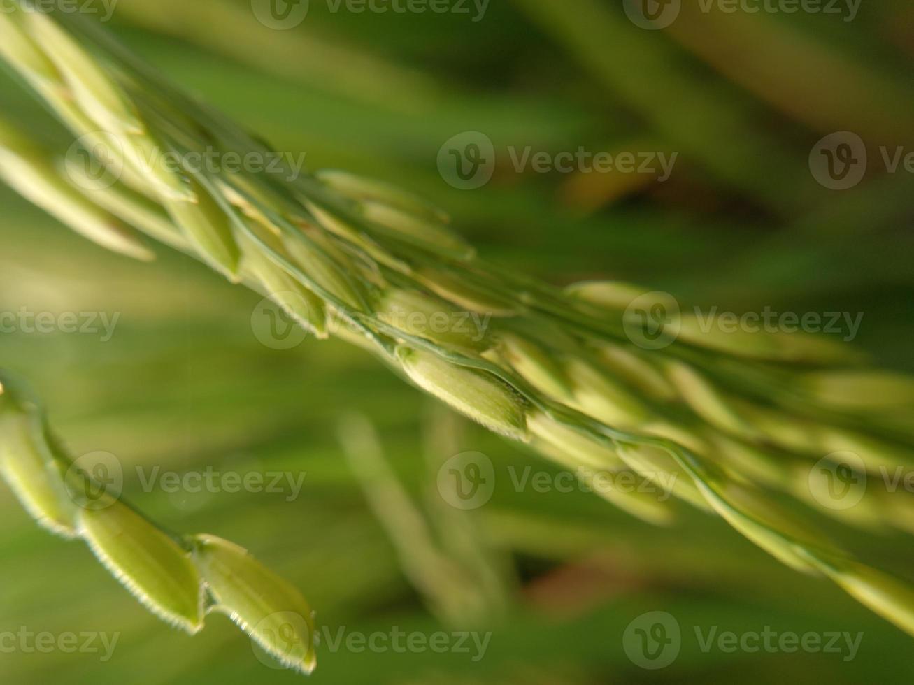 Close up of yellow paddy rice seed with rice fields in the background photo