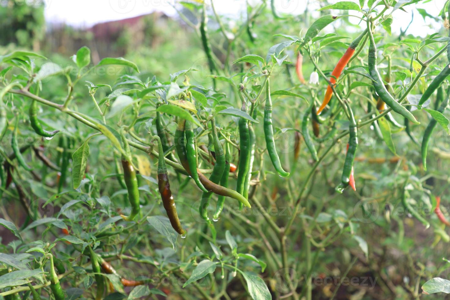 Closeup red chilli or Chilli on its three in the backyard garden. photo
