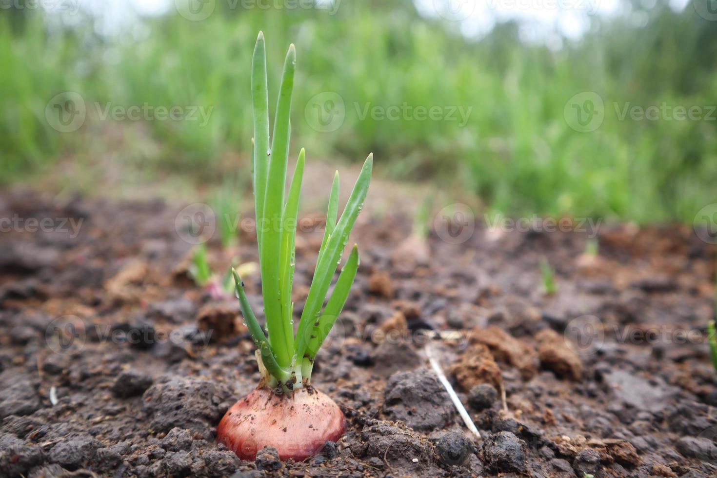 Plantación de cebolletas cultivadas orgánicamente en el huerto foto