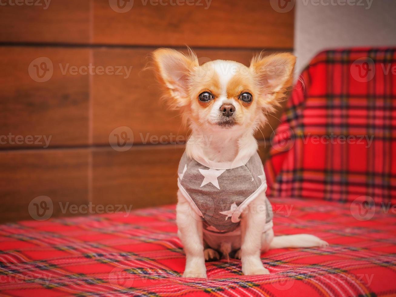 Dog at home. Beautiful small chihuahua puppy on the bed. photo