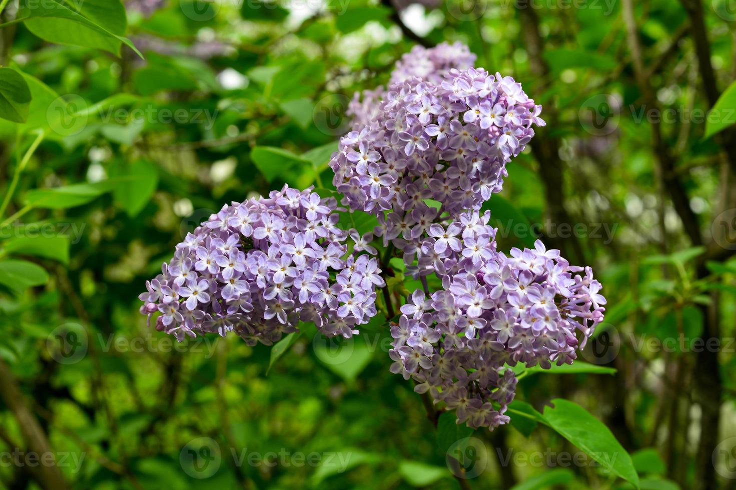 lila. coloridas flores lilas púrpuras con hojas verdes. foto