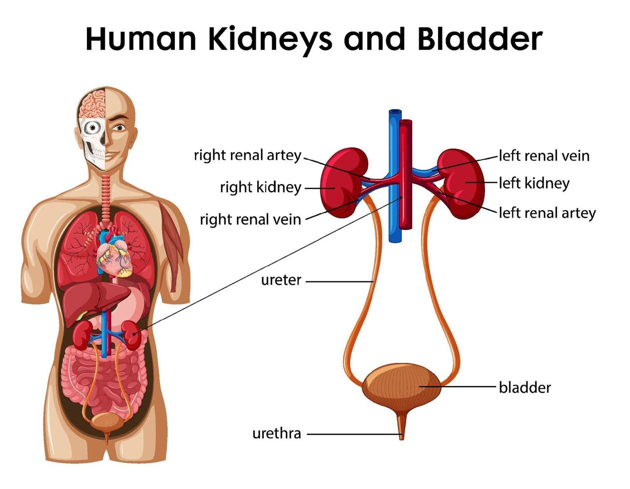 infografía de estilo de dibujos animados de riñones humanos y vejiga vector