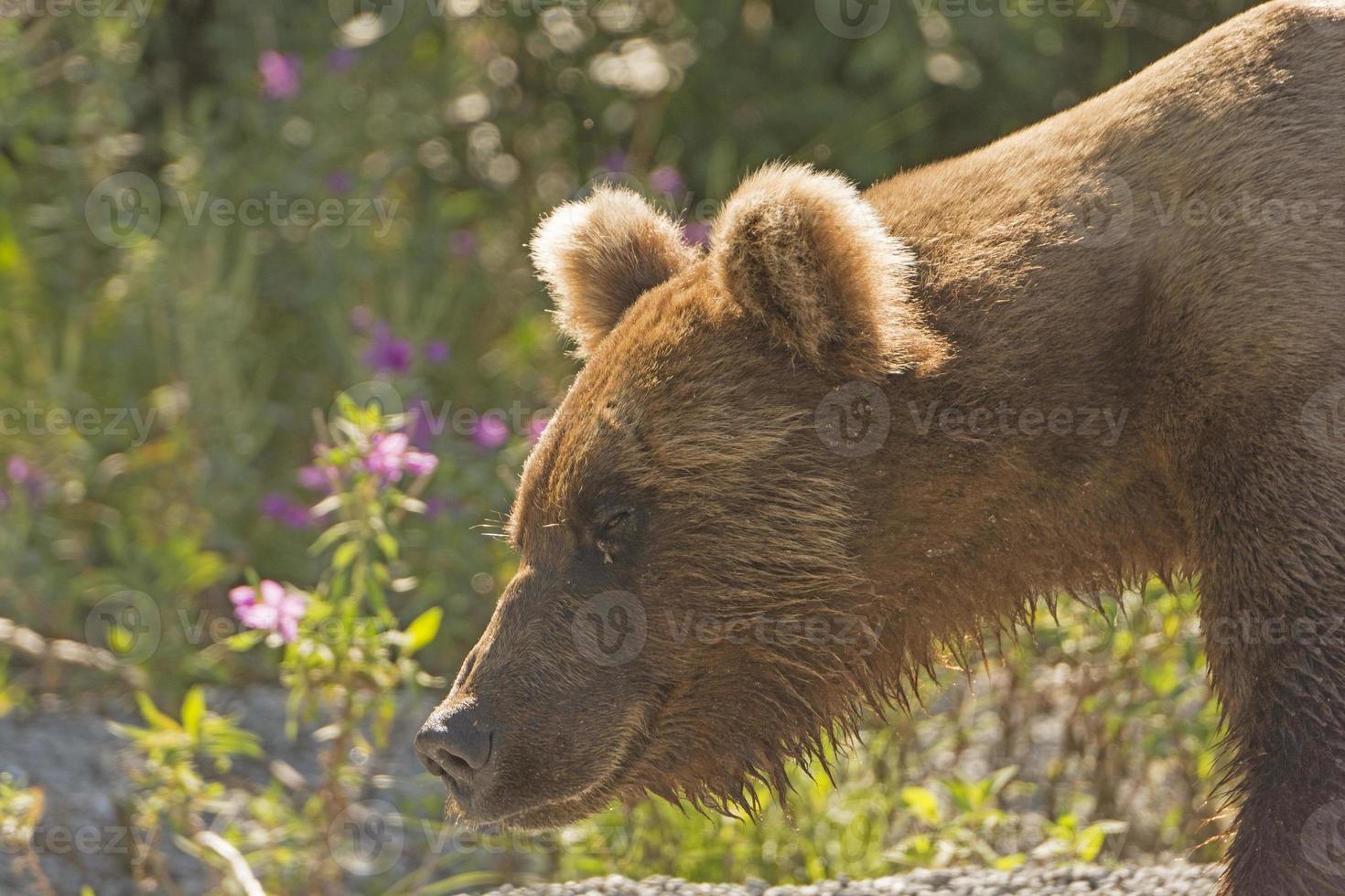 Grizzly Bear in the Wilds photo