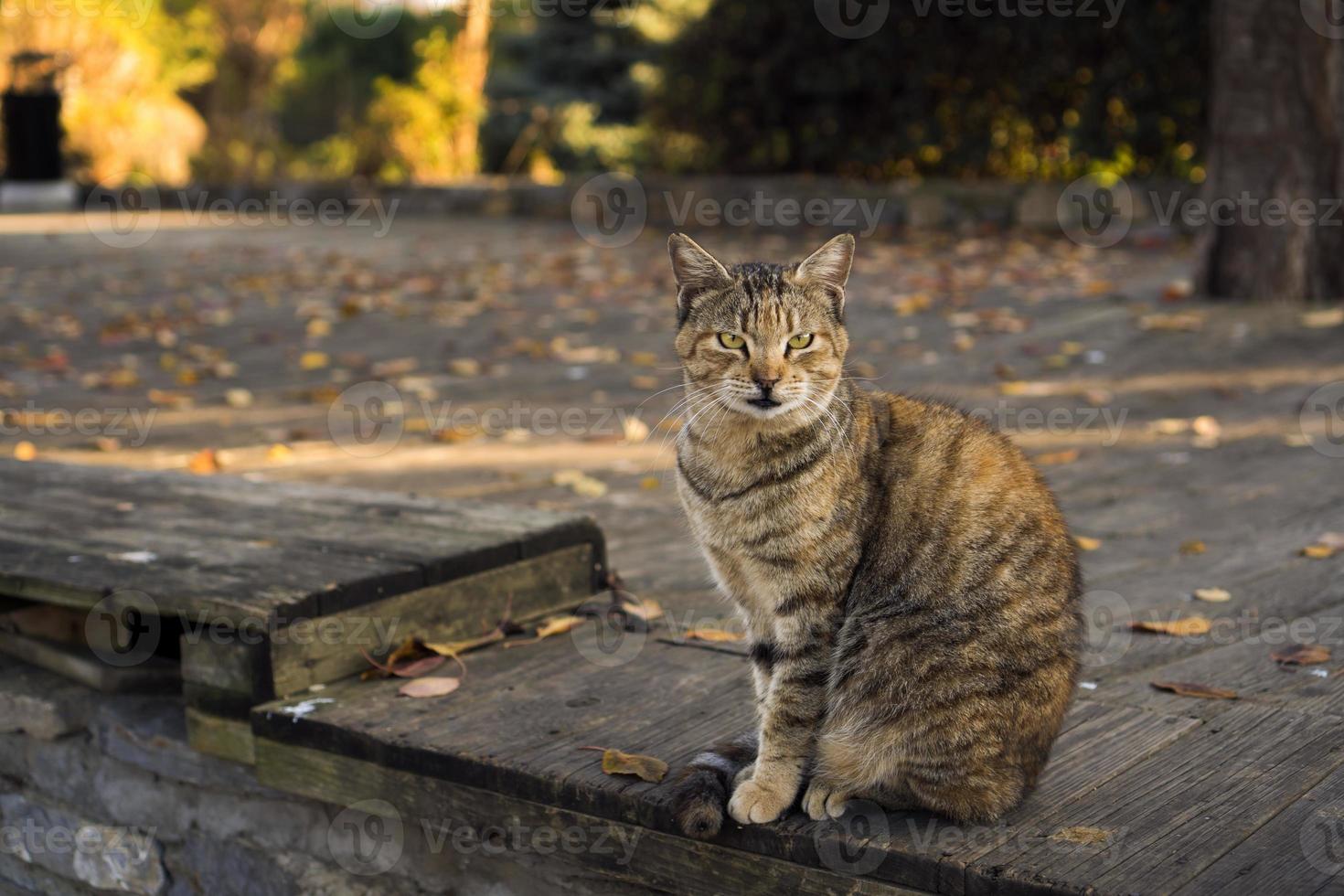 Tabby cat is sitting on a wooden floor at a park in an autumn day photo