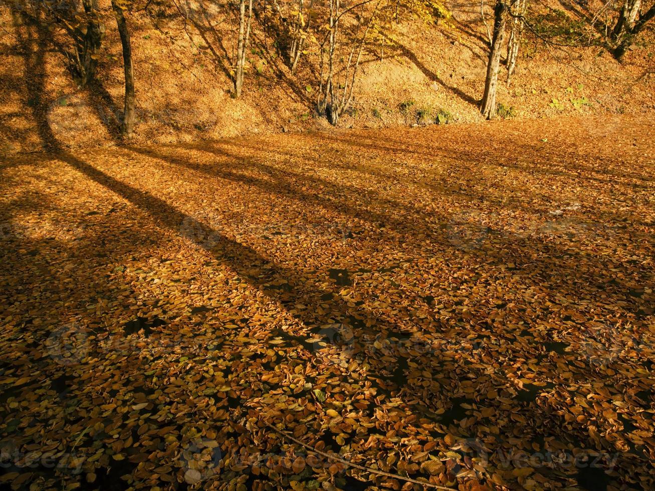Shadows of The Trees and Autumn Leaves on Lake At Yedigoller Turkey photo