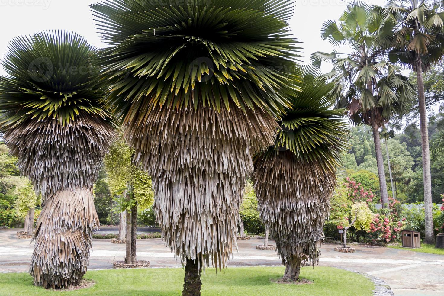 colección de palmeras en el jardín botánico de perdana, kuala lumpur. foto