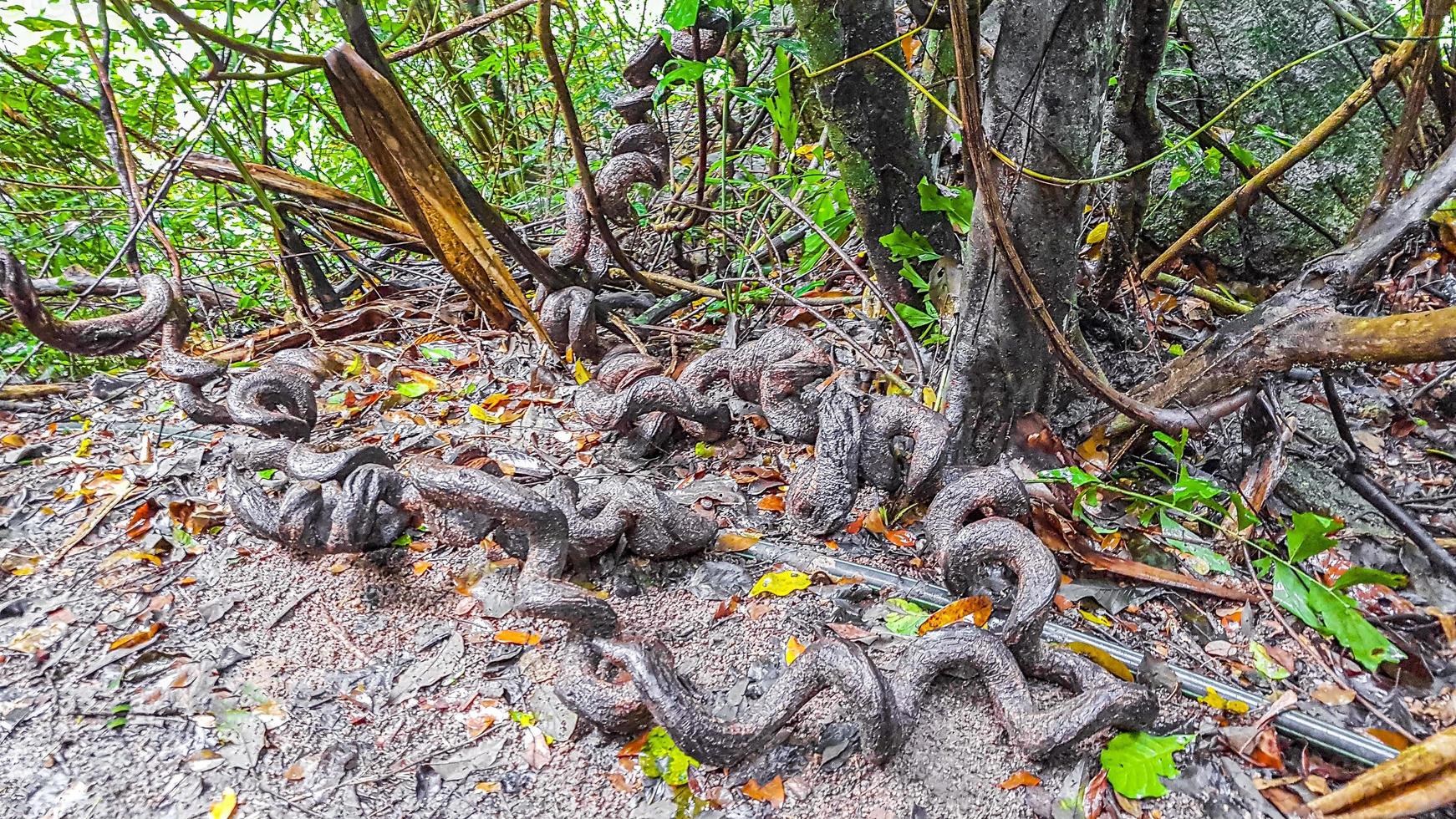 raíces enloquecidas en círculo bosque tropical koh samui tailandia. foto