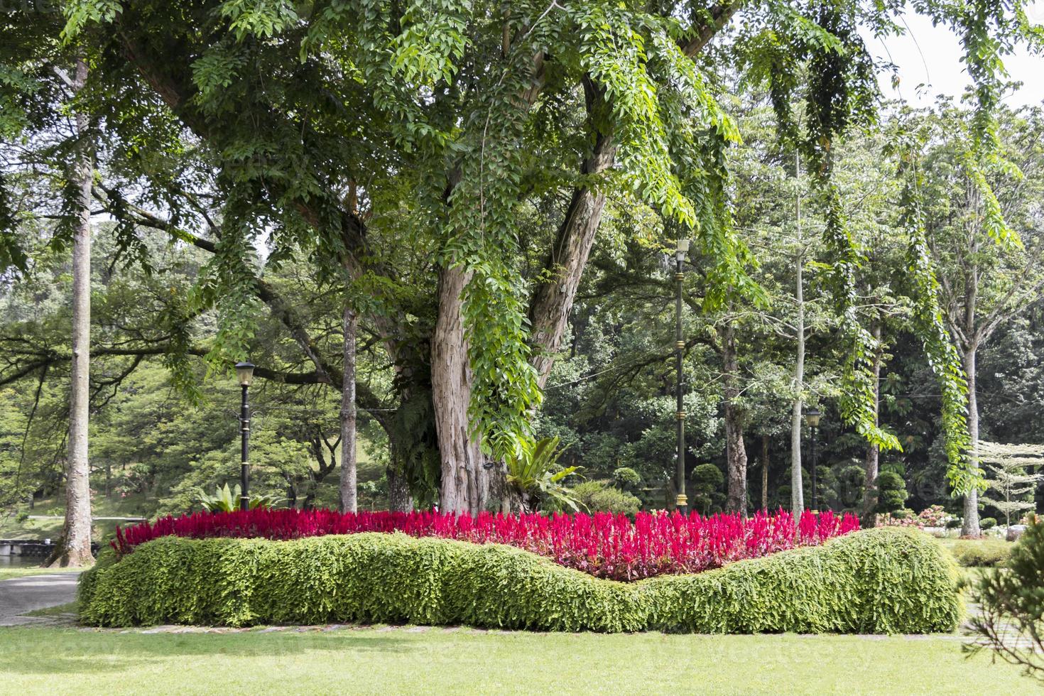 plantas, flores de color rojo rosado brillante y un enorme árbol del parque, malasia. foto