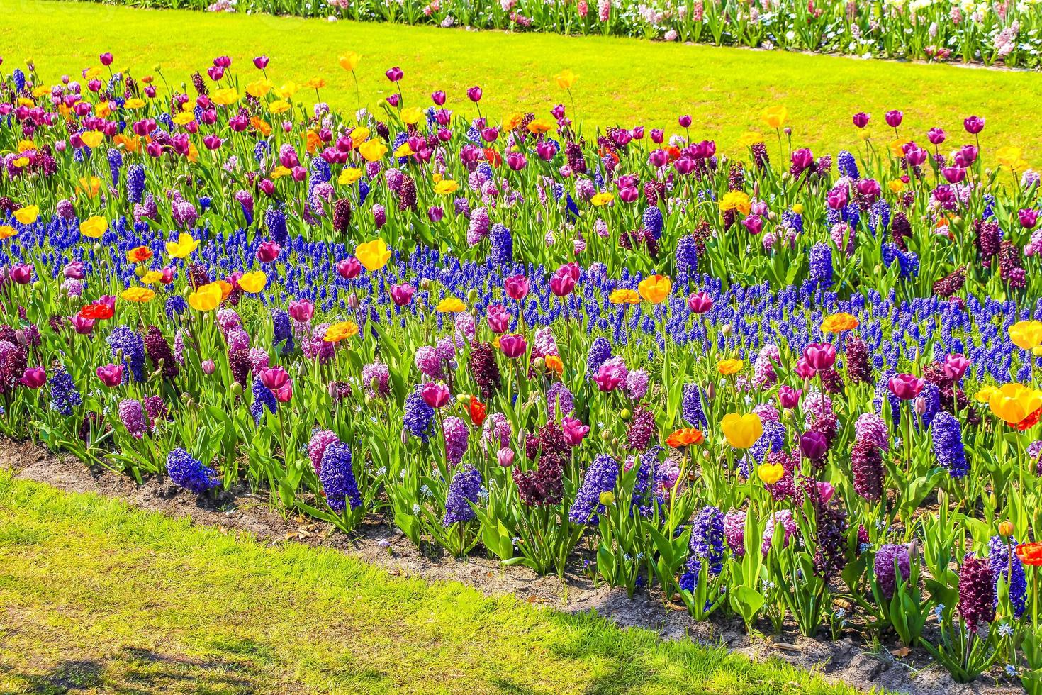 Colorful tulips daffodils in Keukenhof park Lisse Holland Netherlands. photo