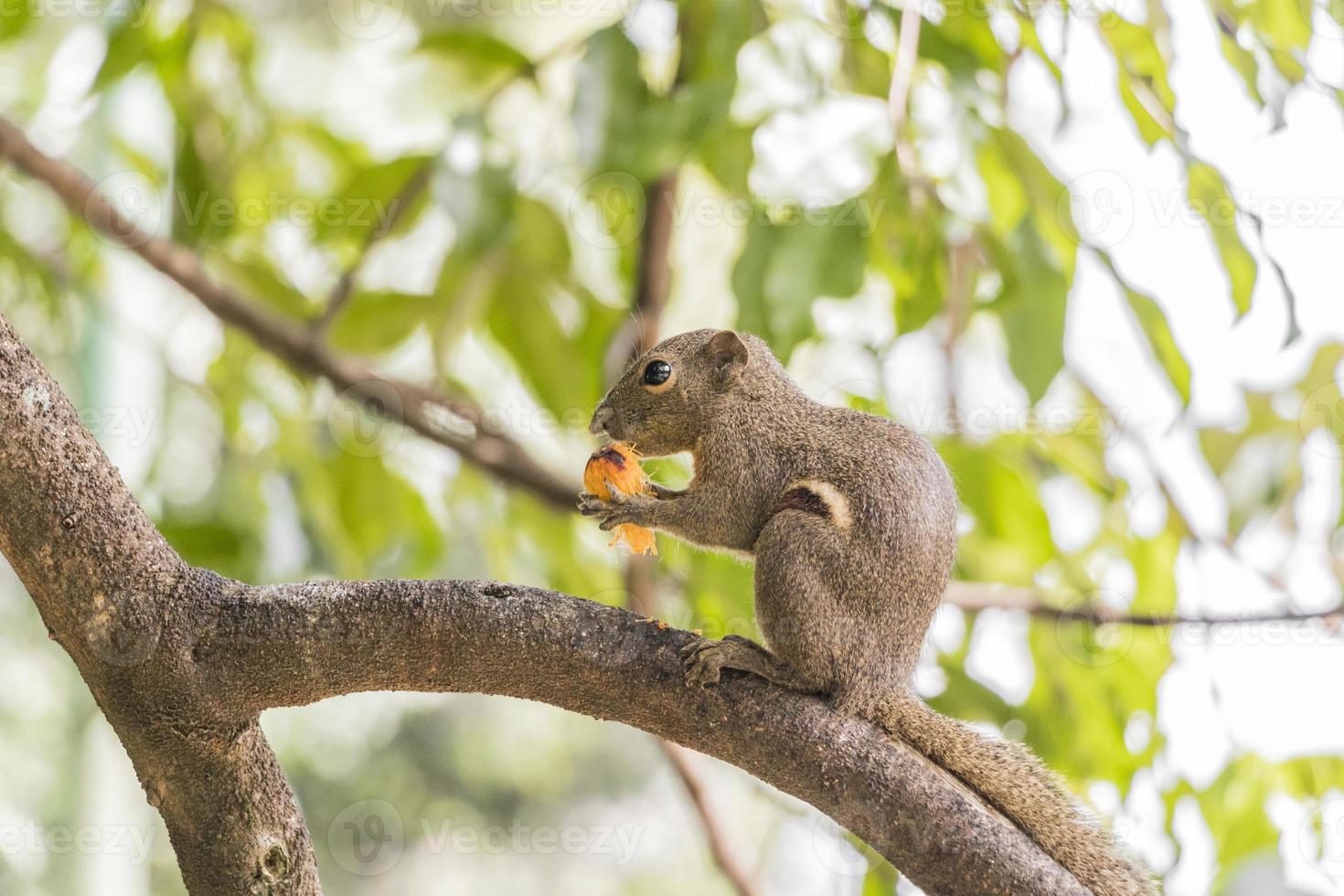 Plantain squirrel eats fruit on a branch. Beautiful close-up. photo