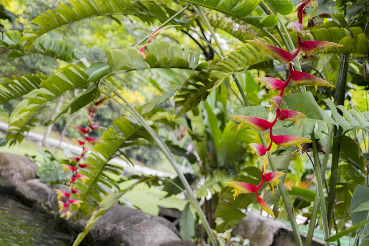 hermoso, grande, rojo, amarillo, heliconia, flor, tropical, naturaleza, malasia. foto