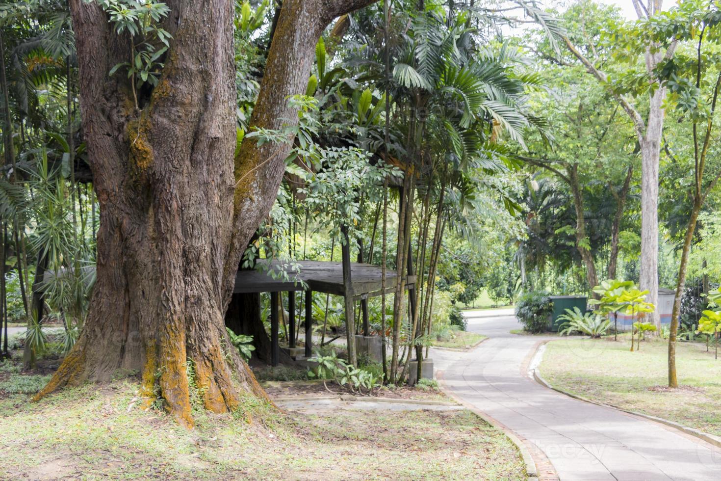 Large tropical tree with beautiful yellow moss on the bark. photo