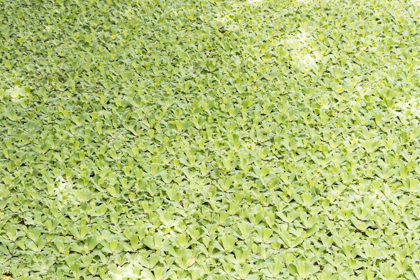 textura de plantas acuáticas en el jardín botánico de estanque río perdana. foto