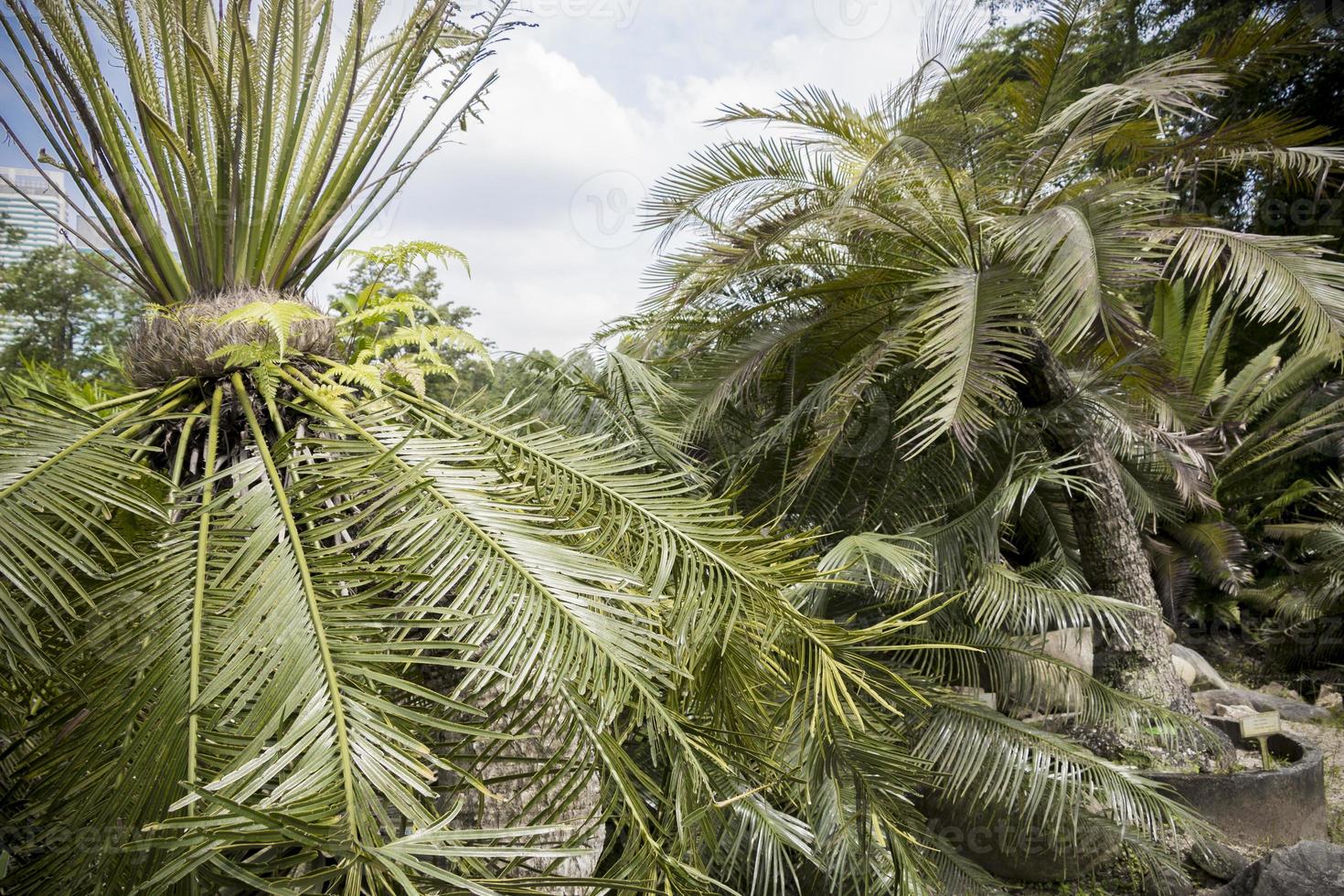 colección especial de palmeras en el jardín botánico de perdana, malasia. foto