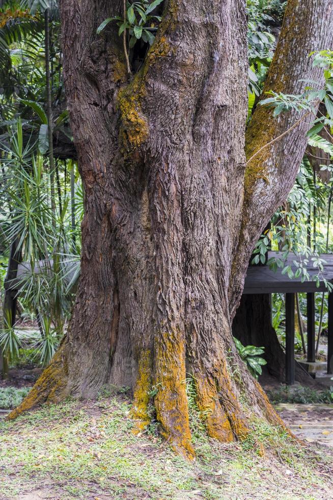 gran árbol tropical con hermoso musgo amarillo en la corteza. foto