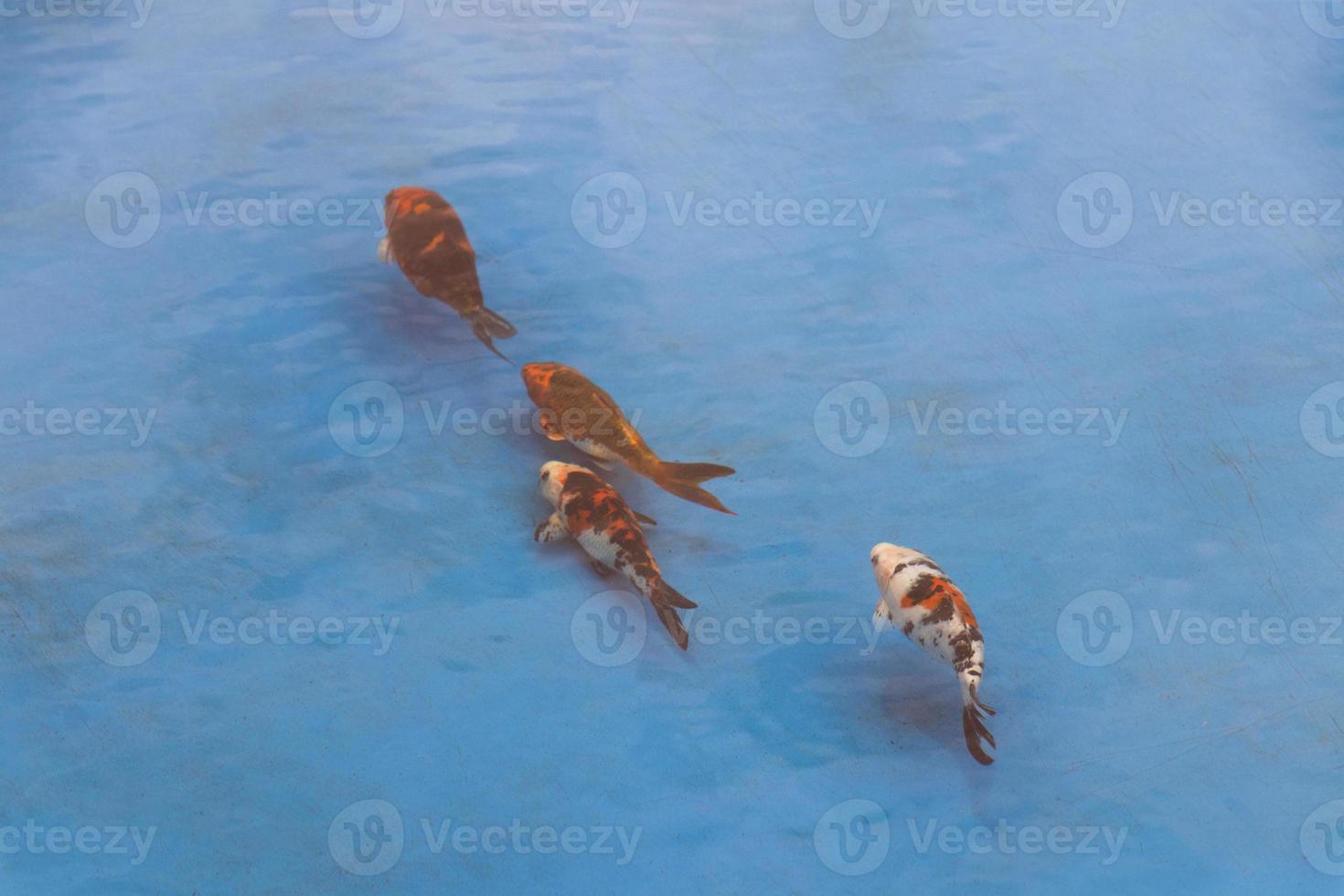 Los peces carpa koi dorada naranja nadan en el estanque de la piscina azul. foto