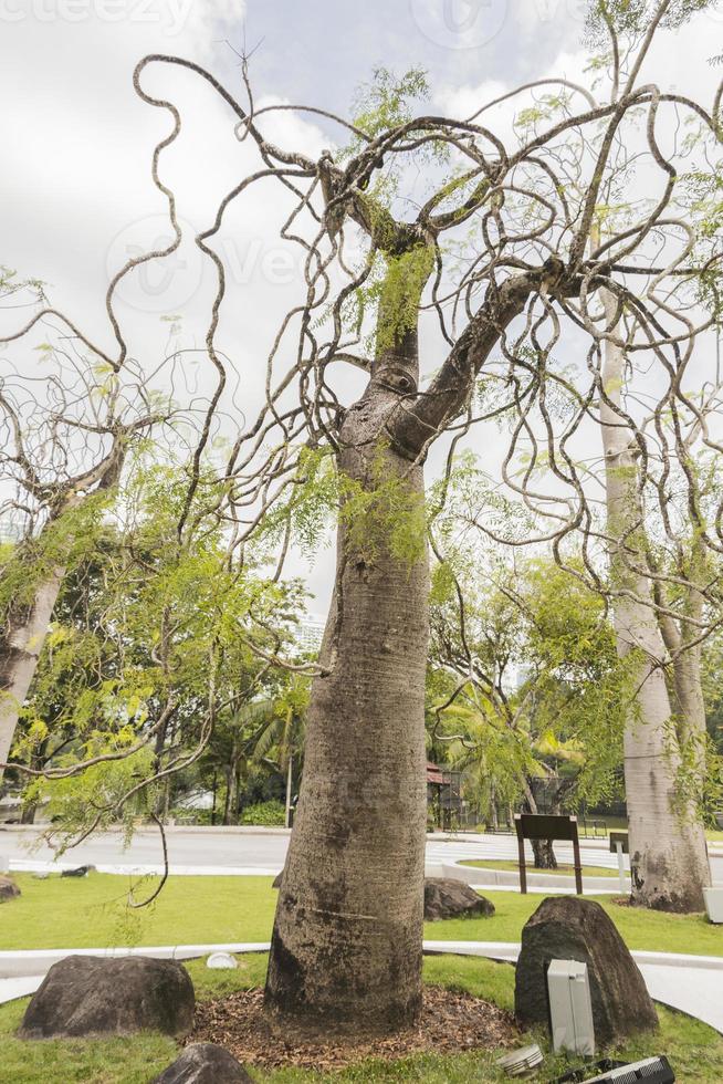 Moringa drouhardii botella árbol en la naturaleza tropical en Malasia. foto