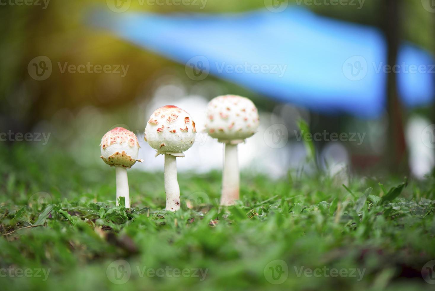 Setas puffball que crecen sobre la hierba verde foto