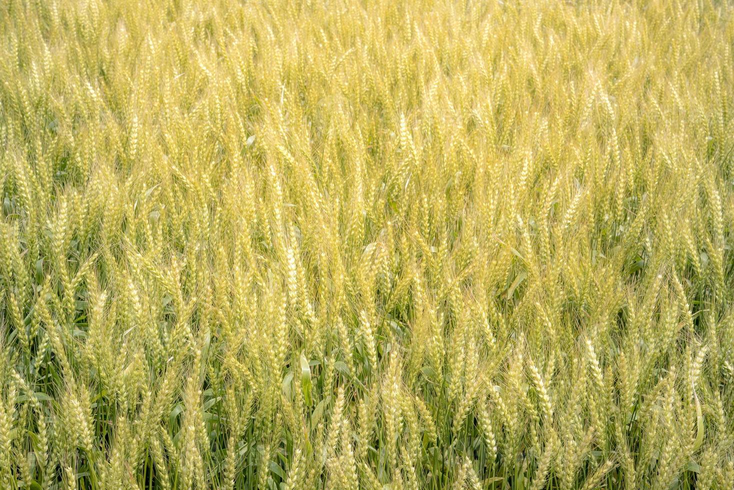 fondo de campo de arroz dorado foto