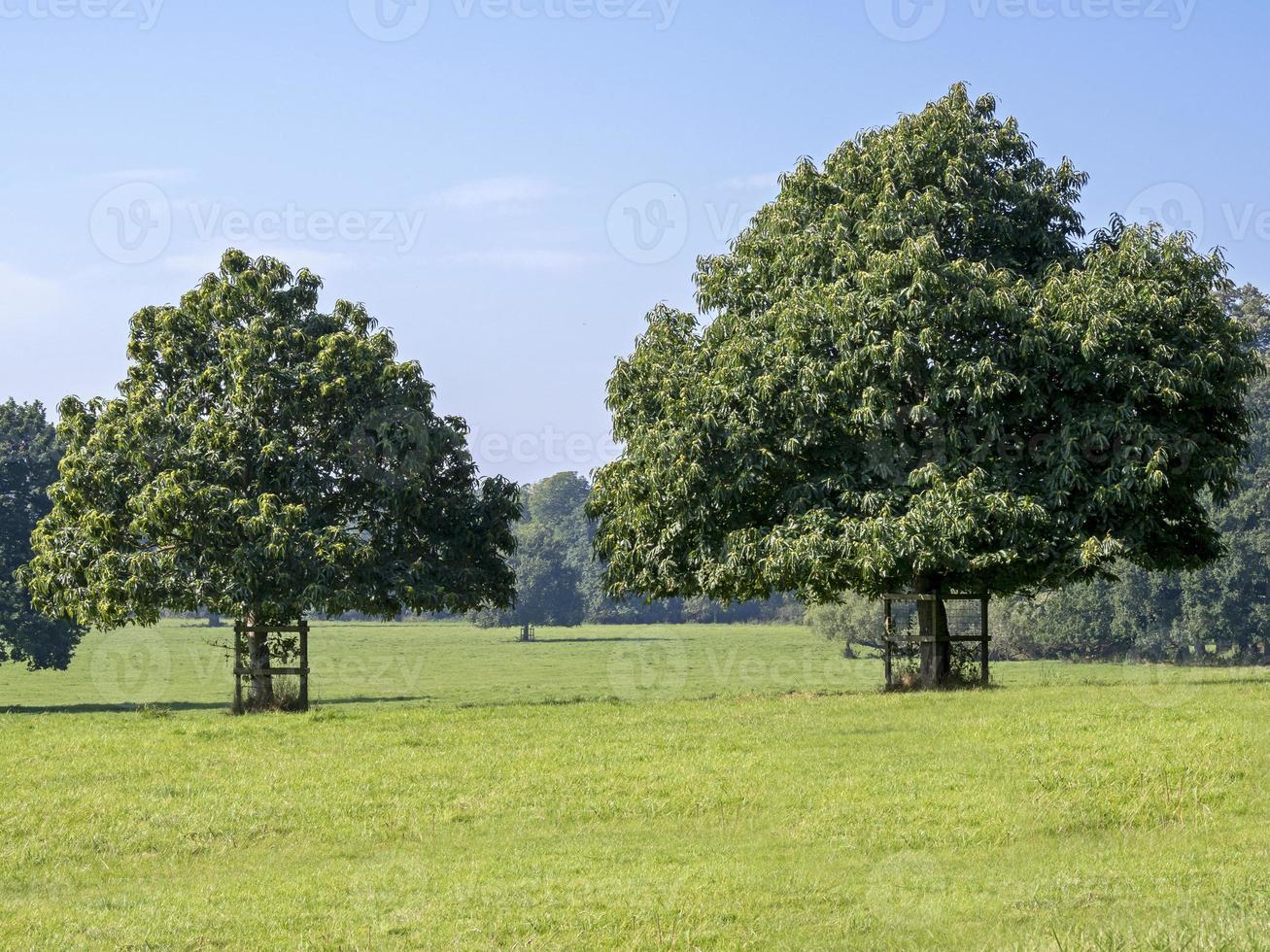 Horse chestnut trees in a green meadow photo