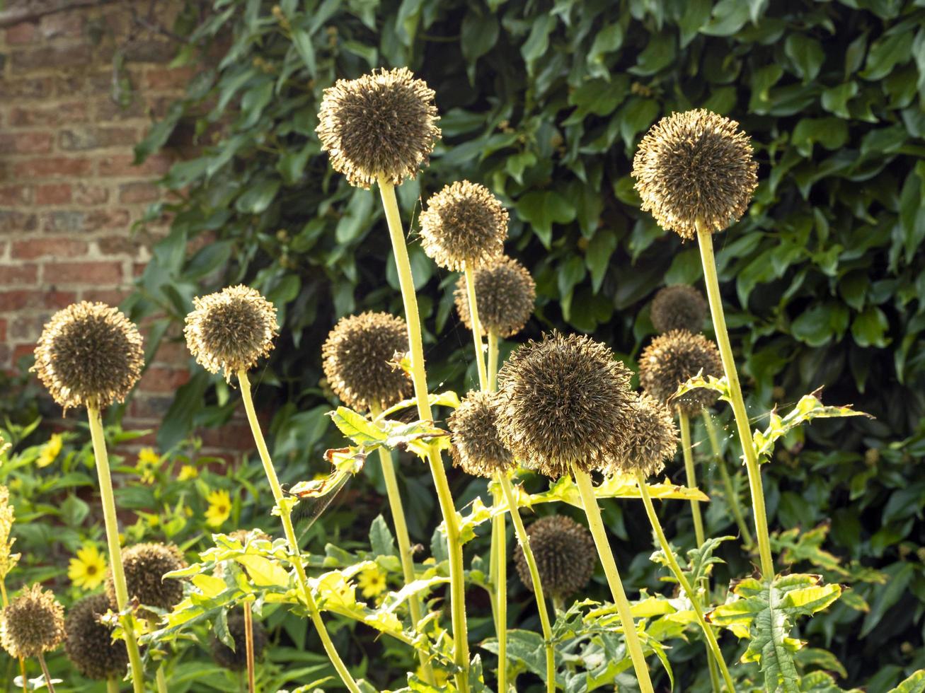 Finished southern globe thistle flowers in golden sunlight photo