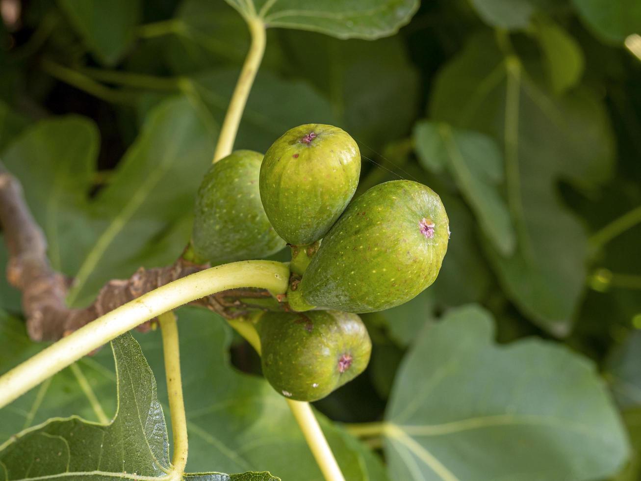 Green figs developing in a fig tree photo