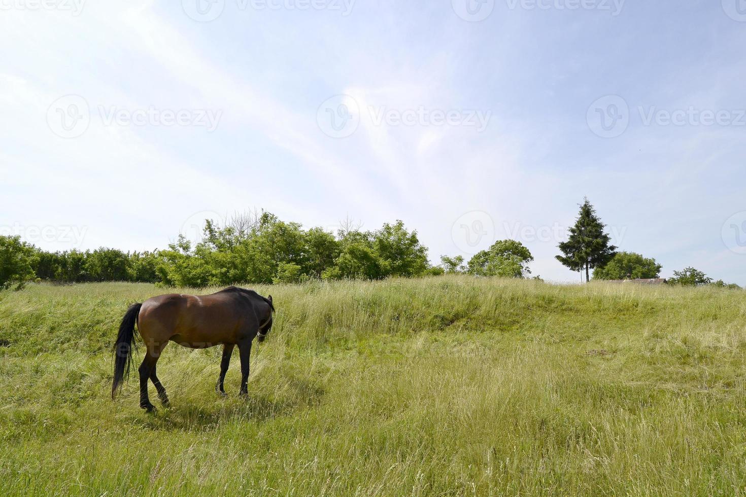 Hermoso semental de caballo marrón salvaje en la pradera de flores de verano foto