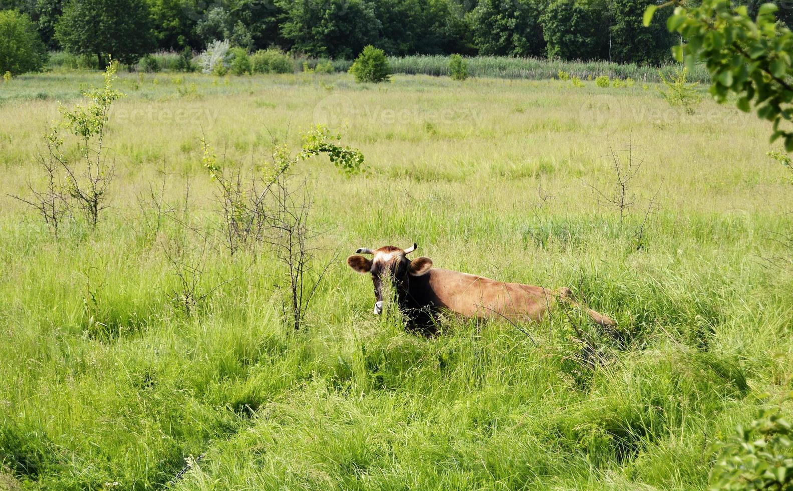 Pastoreo de vacas lecheras en prado verde foto