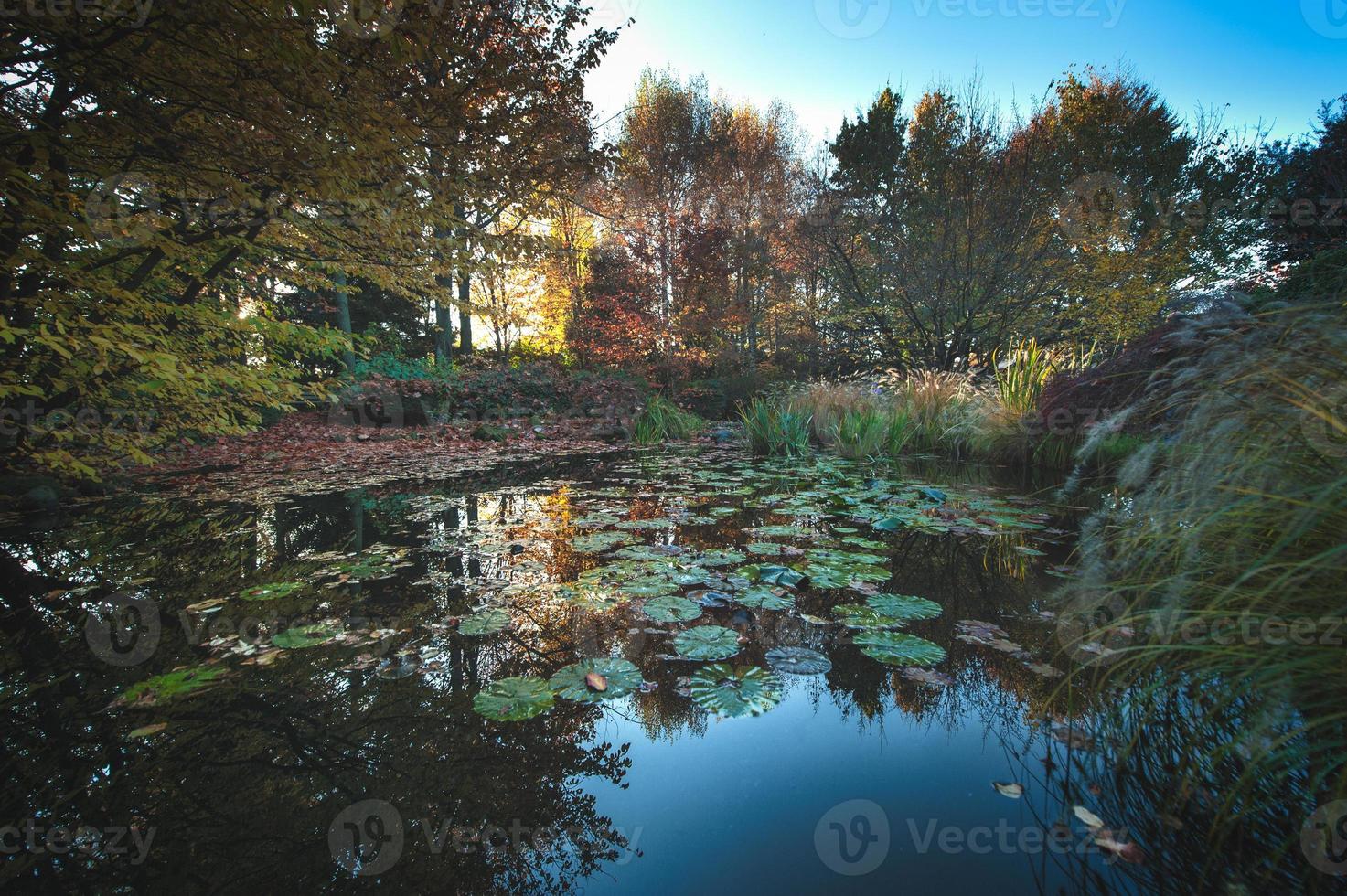 Garden with pond in autumn colors photo