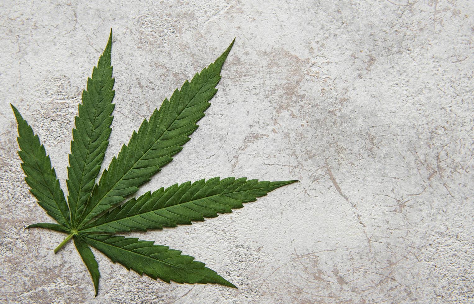 Green cannabis leaves on concrete background photo