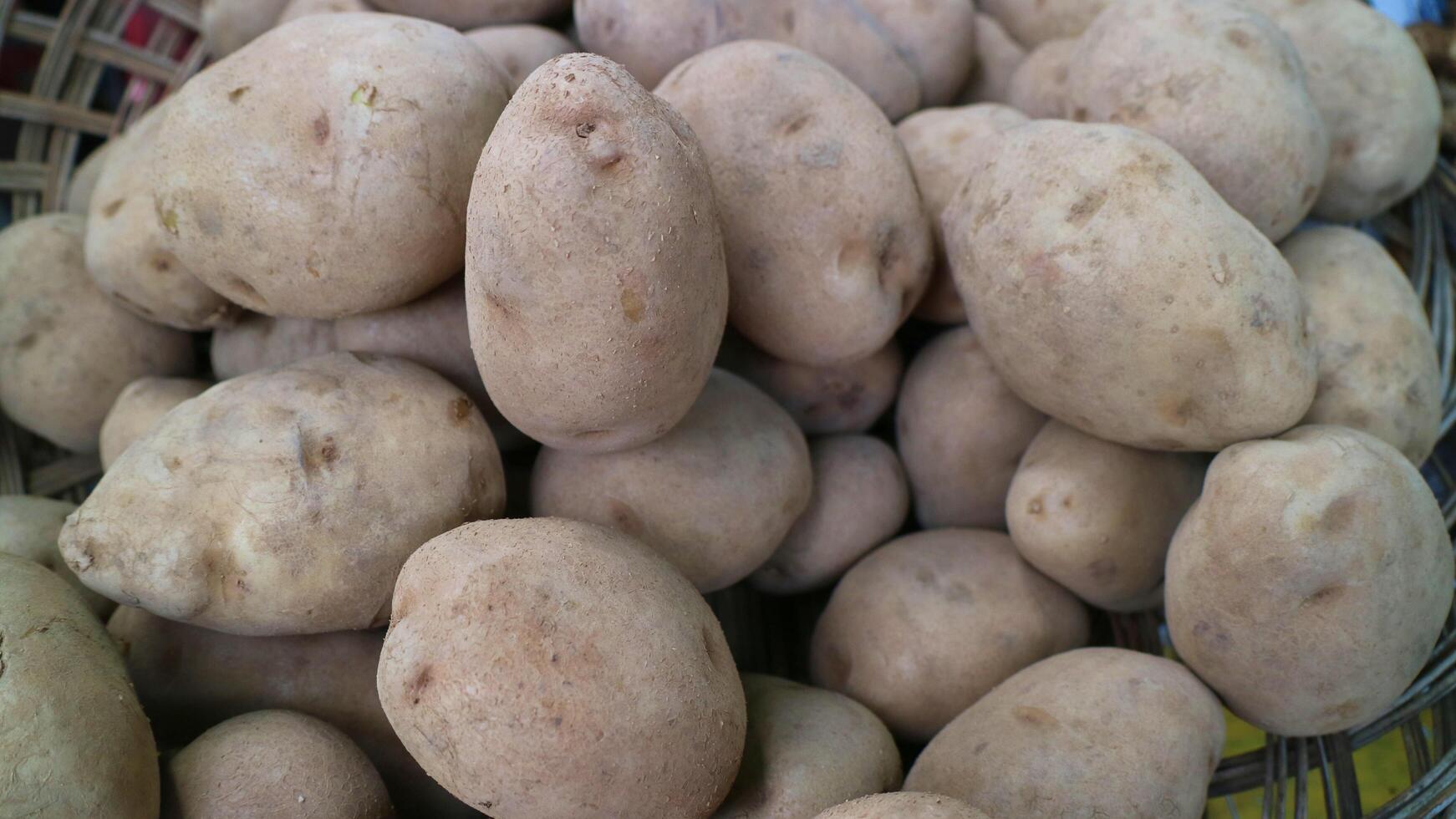 bunch of fresh harvested organic Asian potatoes with dirt at market photo