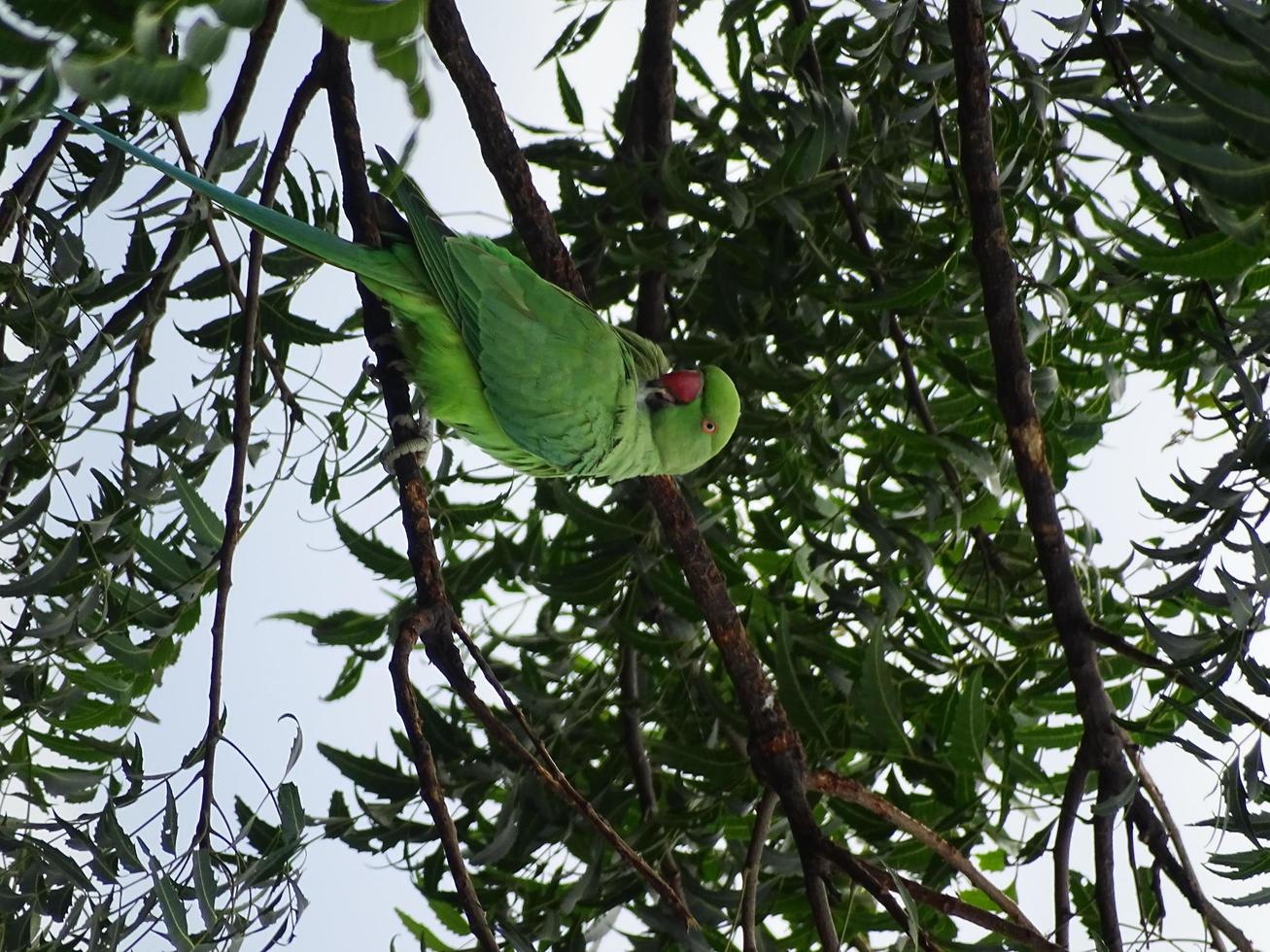 Parrot bird portrait photography photo