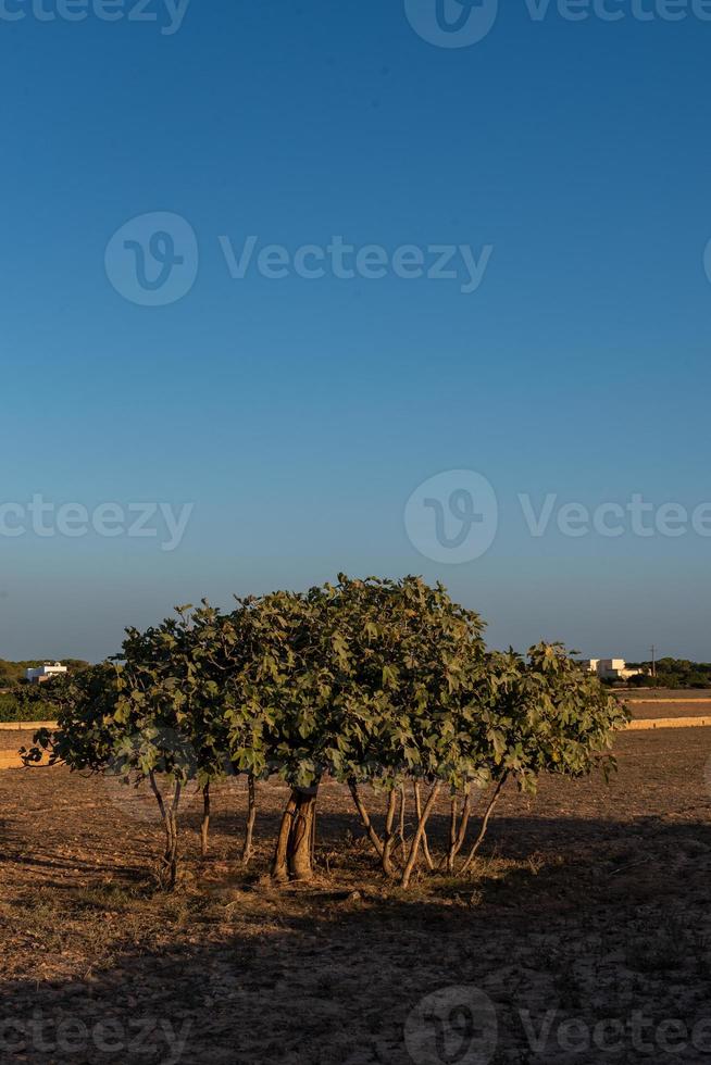 View of the largest fig tree in Europe on the island of Formentera, Sp photo