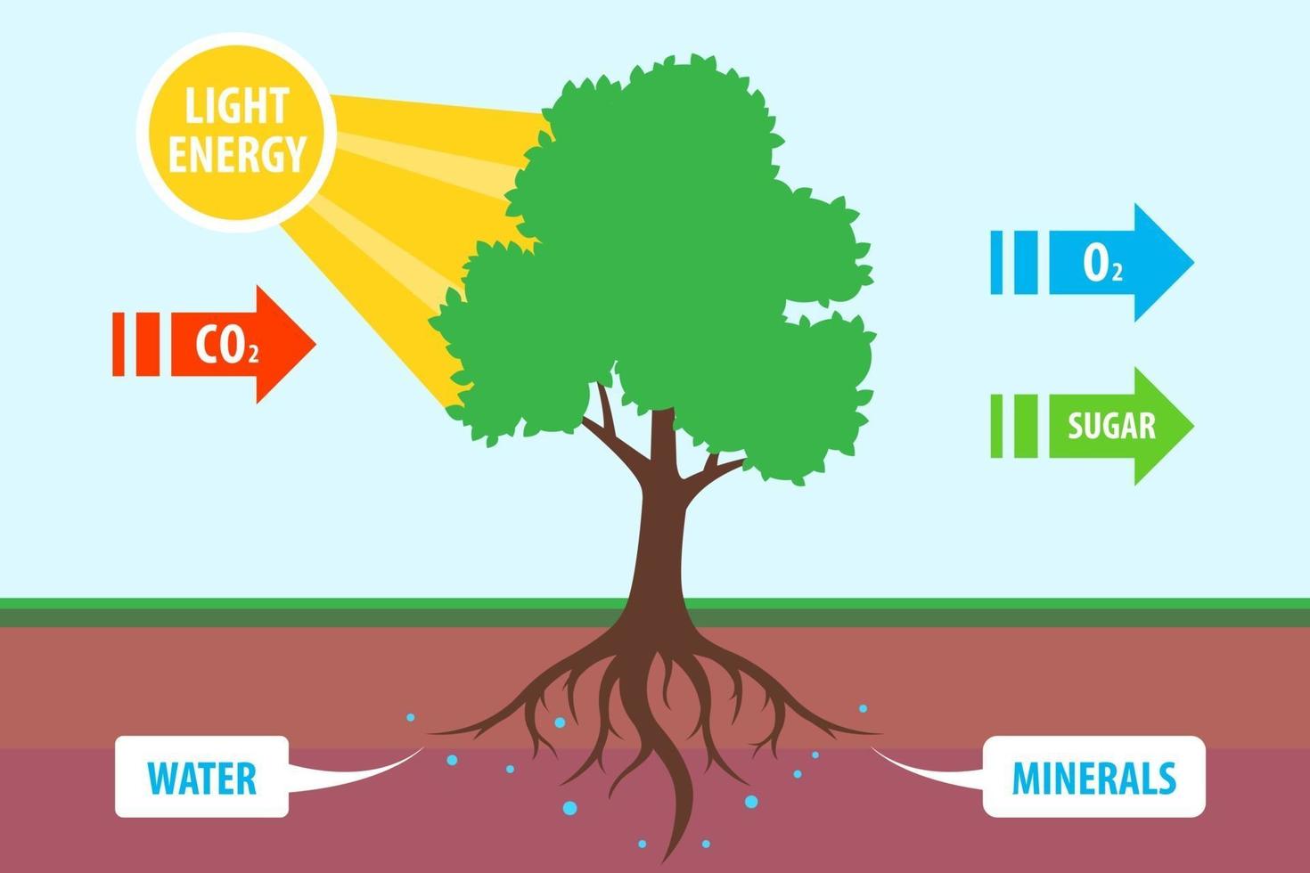 scheme of photosynthesis of a tree. 3414509 Vector Art at Vecteezy