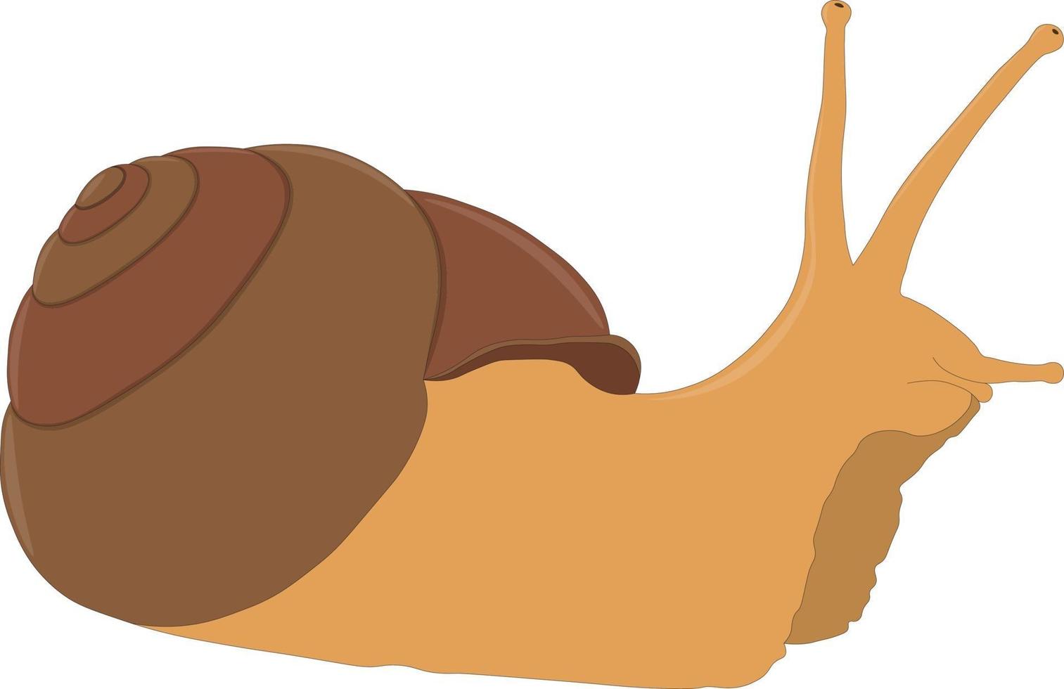 Ilustración de vector de caracol