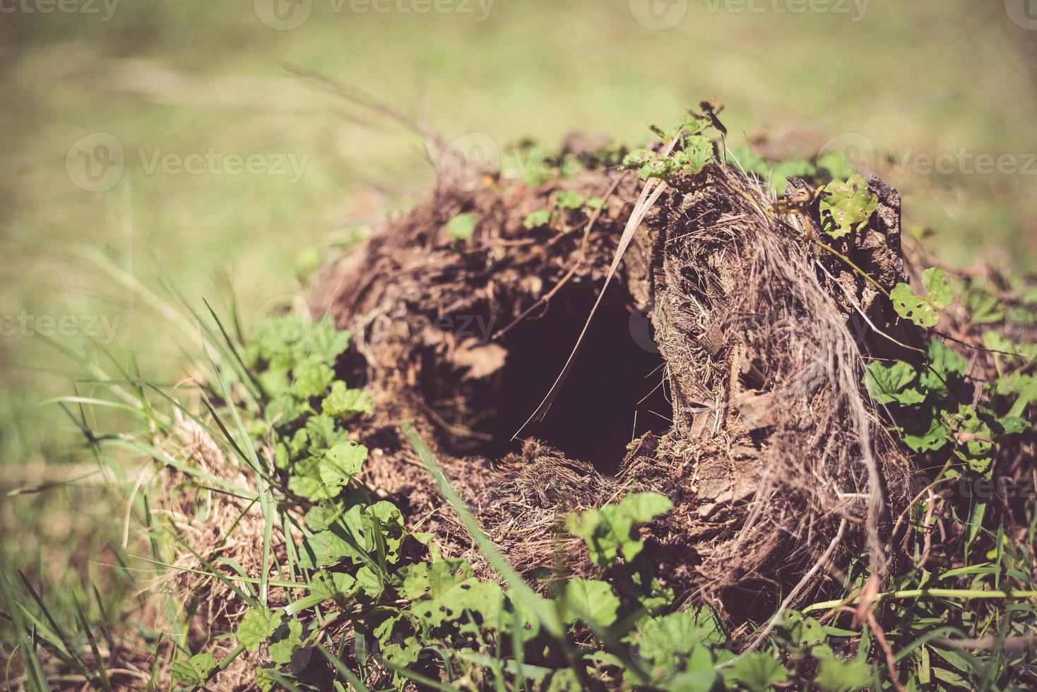 Close up of snake hole in the park photo