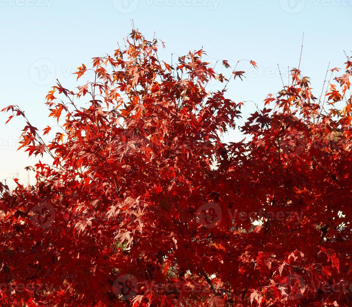 Red Maple leaves background photo