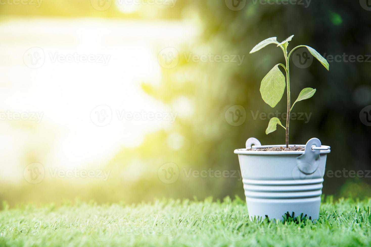 Little green plant in the basket on the grass field photo