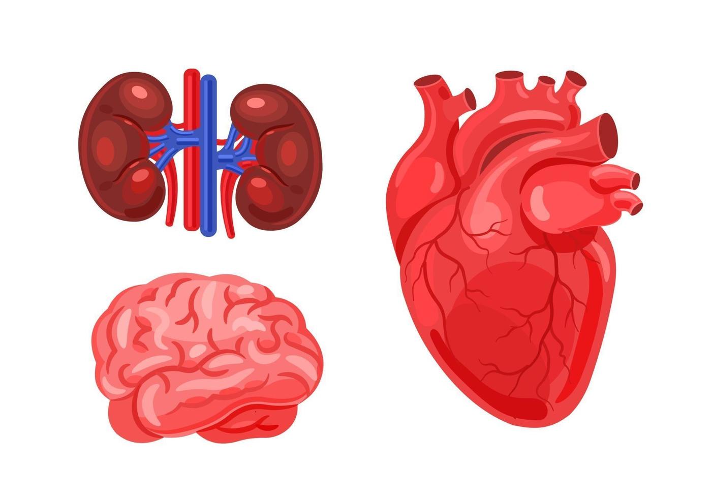 Human kidneys, brain, heart. Human organs set vector
